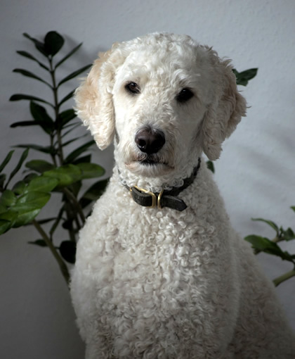Phoebe